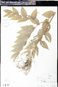 Streptopus roseus image
