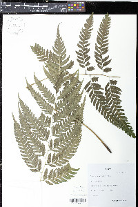 Diplazium franconis image