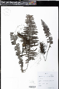 Pecluma divaricata image