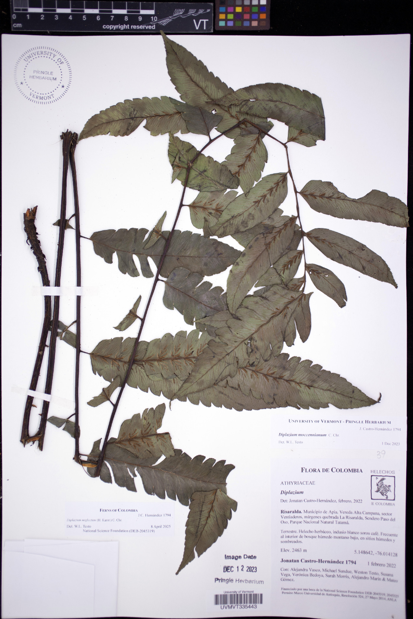 Diplazium neglectum image