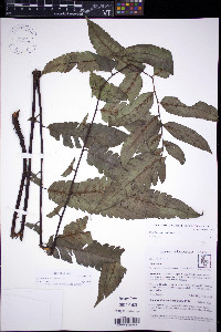 Diplazium neglectum image