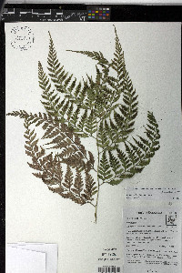 Dryopteris flaccisquama image