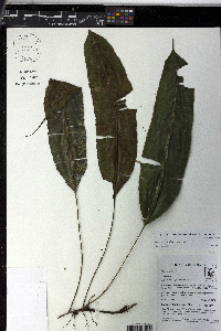 Oleandra articulata image