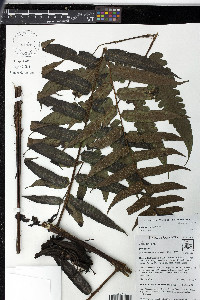 Diplazium venulosum image