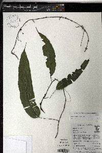 Oleandra articulata image