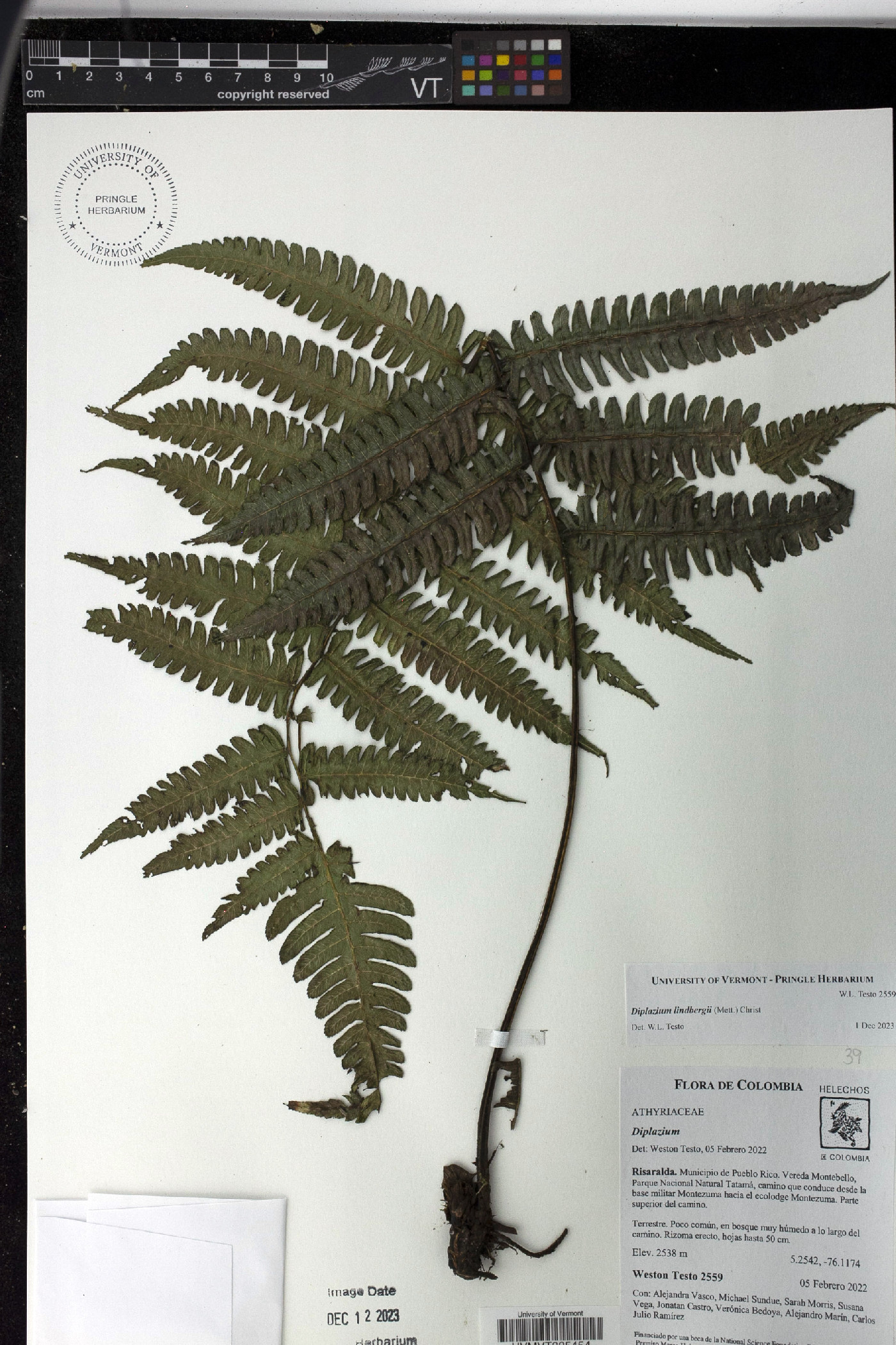 Diplazium lindbergii image
