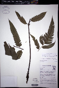 Diplazium neglectum image