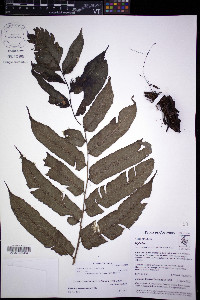 Diplazium neglectum image