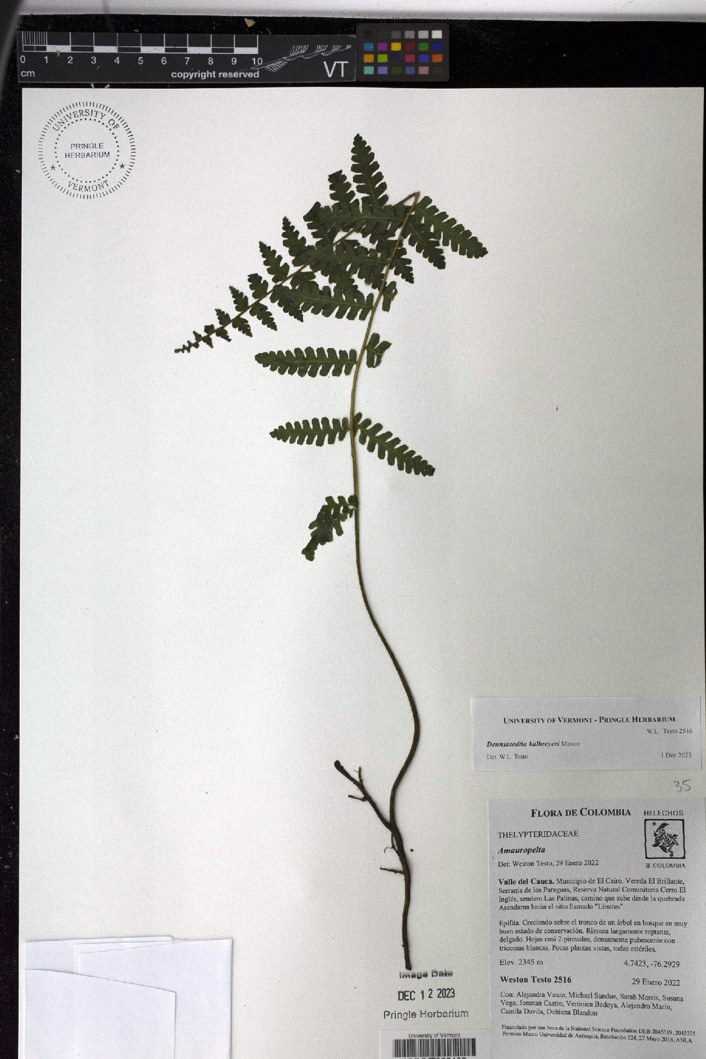 Dennstaedtia obtusifolia image
