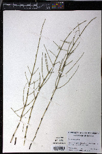 Equisetum palustre image