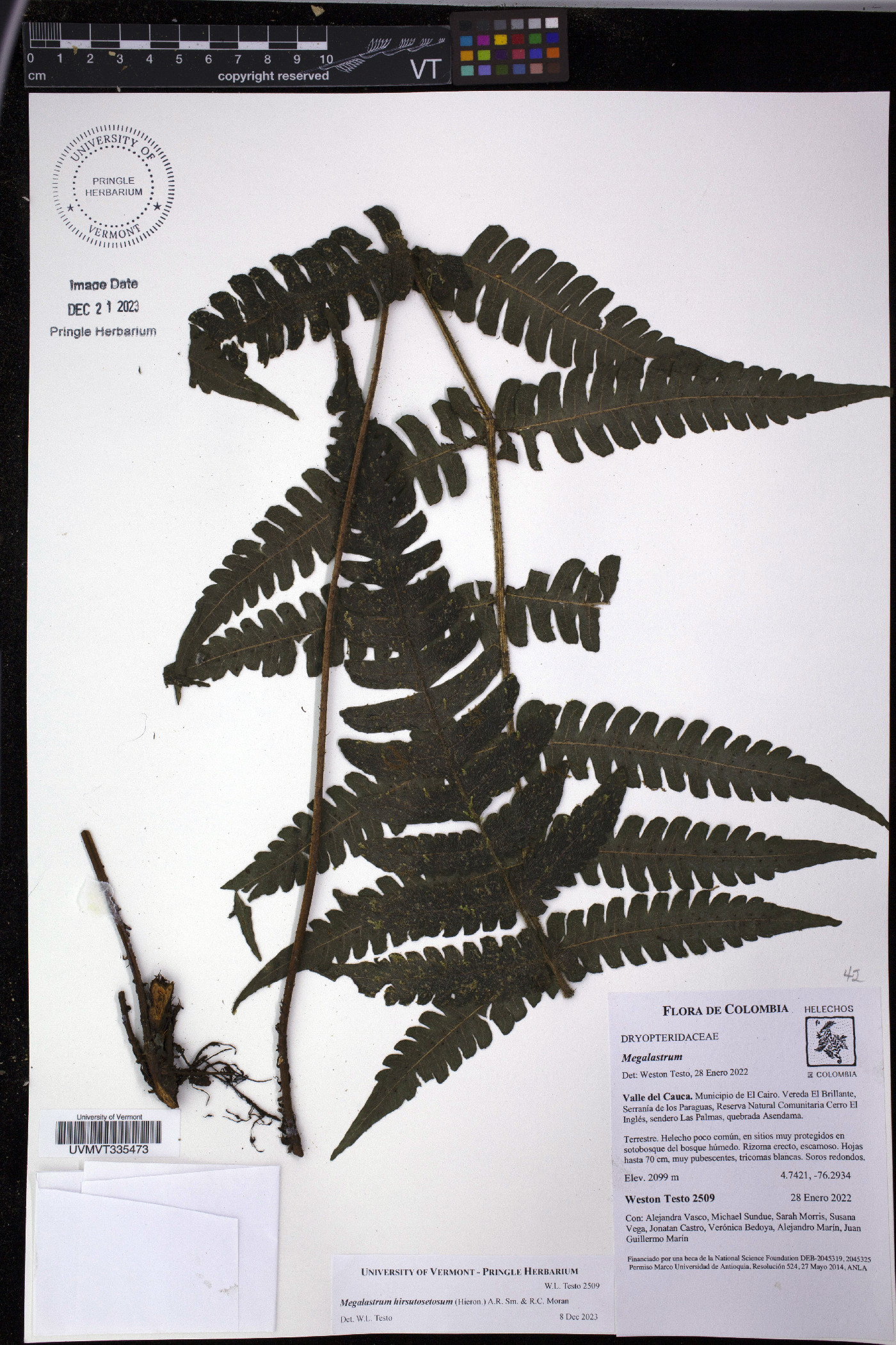 Megalastrum hirsutosetosum image