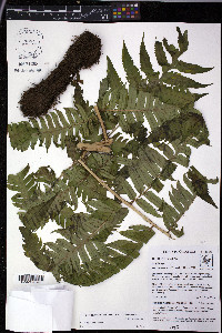 Polybotrya altescandens image