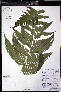 Polybotrya altescandens image