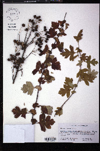 Crataegus monogyna image