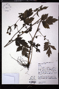 Geum aleppicum image
