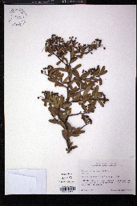 Pyracantha coccinea image