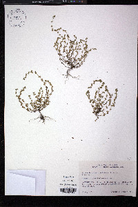 Alchemilla microcarpa image