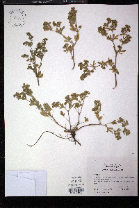 Potentilla rivalis image