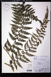 Microlepia speluncae image