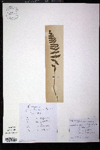 Woodsia ilvensis image