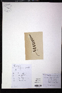 Woodsia alpina image