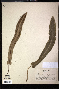 Asplenium scolopendrium image