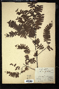 Adiantum polyphyllum image