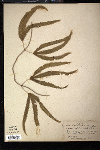 Lygodium radiatum image