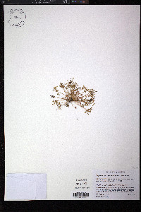 Claytonia rubra image