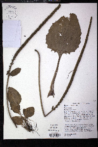 Plantago rugelii image