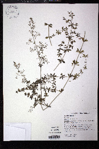 Galium mollugo image