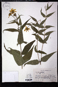 Helianthus divaricatus image