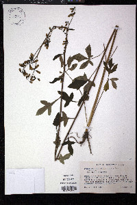 Nabalus trifoliolatus image