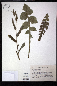 Lactuca hirsuta image