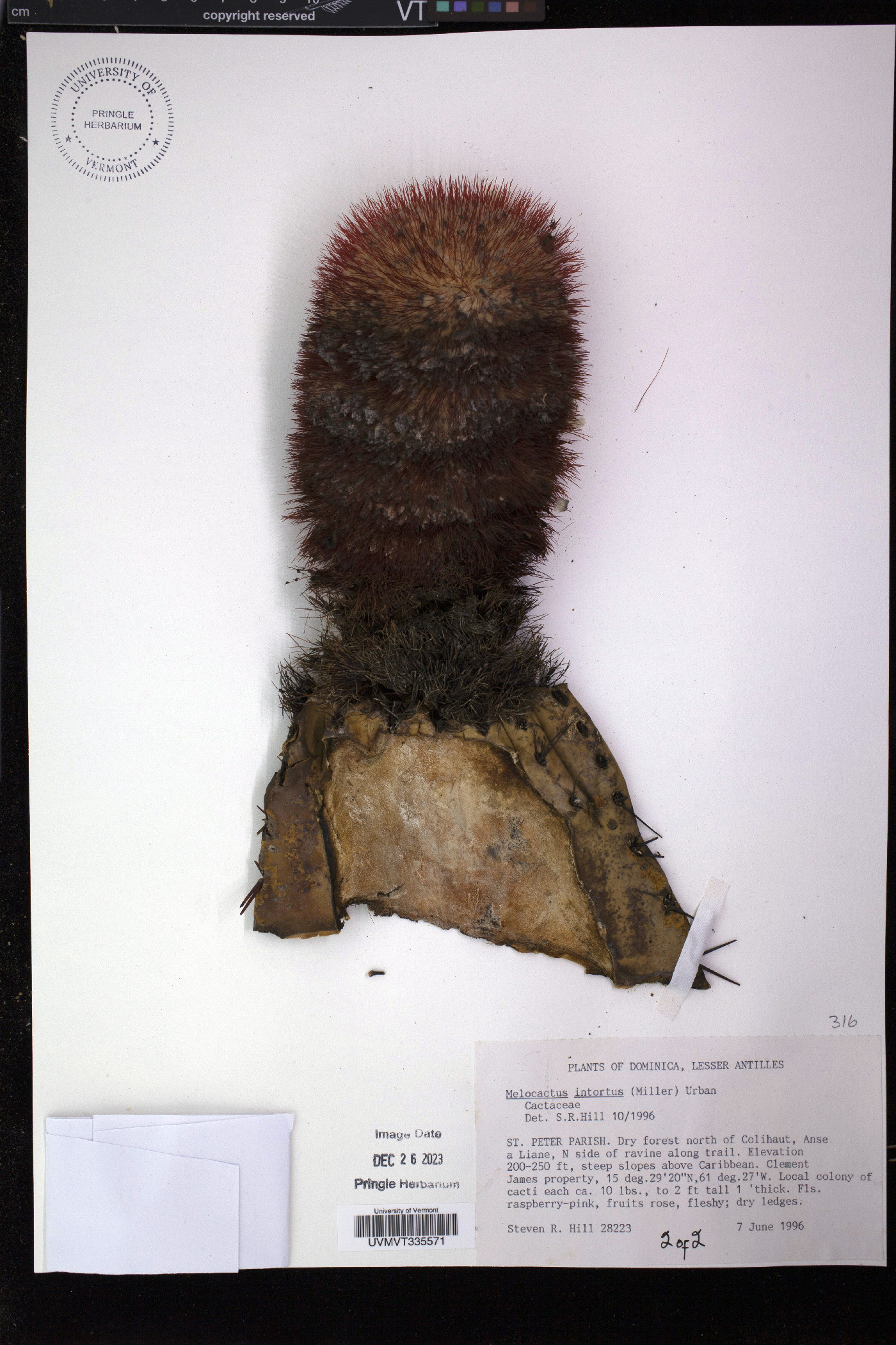 Melocactus intortus image