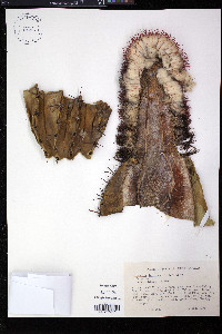 Melocactus intortus image