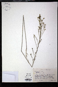 Linum sulcatum image