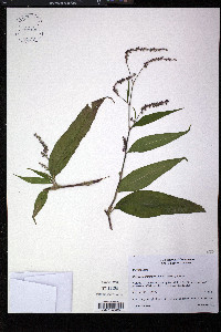 Persicaria extremiorientalis image