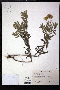 Heterotheca camporum image