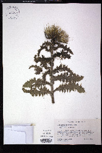 Cirsium hillii image