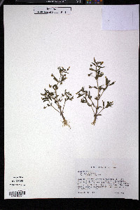Gratiola neglecta image