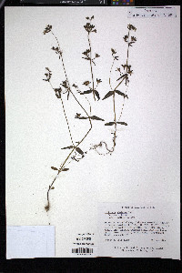 Collinsia violacea image