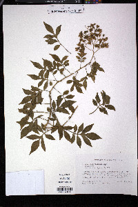 Solanum seaforthianum image