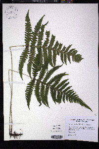 Phegopteris excelsior image