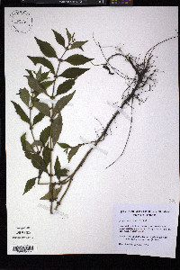 Lycopus × sherardii image