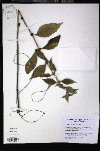 Lycopus × sherardii image