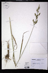 Bromus secalinus image