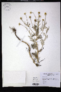 Anthemis cotula image