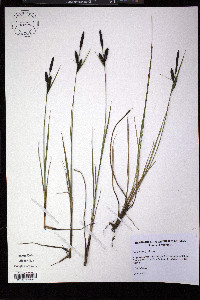 Carex nigra image