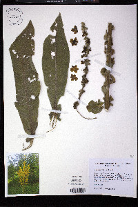 Verbascum speciosum image